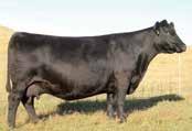 Select Sires AI Stud. SAV Blackcap May 8051 Special Sale Attraction!