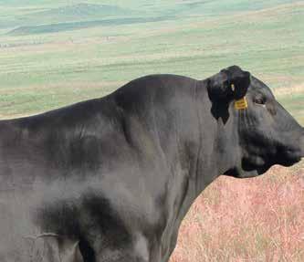 for a weaning ratio of 117. His Pathfinder dam by Net Worth and grandam by Right Time never miss. SAV Authentic 6293 BW 87 205 Wt. 1059 BW +4.