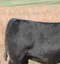 His front-pasture dam, SAV Madame Pride 5290, records a weaning ratio of 108 on 6 calves and has 56 direct showcased in this event. BW I+2.
