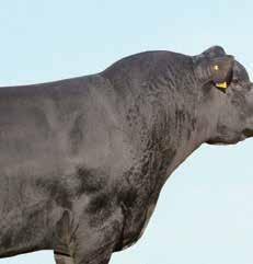 His Pathfinder dam records a weaning ratio of 105 on 7 calves and is a full sister to SAV Blackcap May 4136. SAV International 2020 BW 92 205 Wt. 923 BW 91 205 Wt. 924 BW I+3.