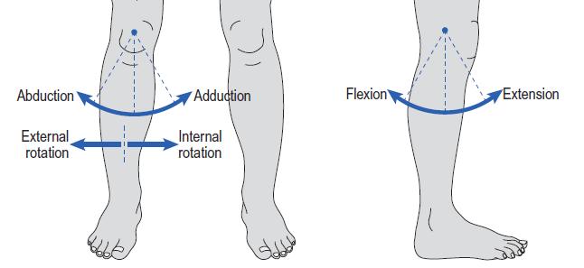 The knee joint flexes twice during a normal gait cycle. The first is during loading response and mid-stance, to absorb the impact from foot contact and advance the knee anteriorly.