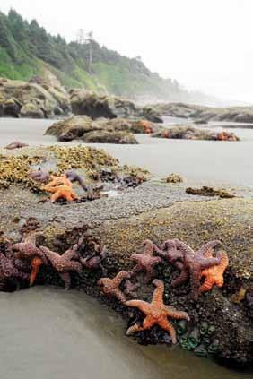 WEEK 2 S 4 5 Name: Date: Investigating Tide Pools Tide pools are small, rocky pools. They are found on the beach. They fill with water at high tide. At low tide, the water goes away.