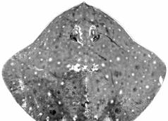Figure 22 Ventral view of (A) Bathyraja albomaculata and (B) Bathyraja brachyurops 15(14) Dorsal side of disk usually uniformly brownish