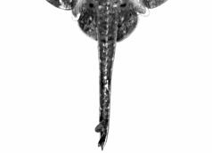 Male claspers stout, with enlarged club-shaped glands (Figure 21)...Bathyraja brachyurops (RBR) 16(9).