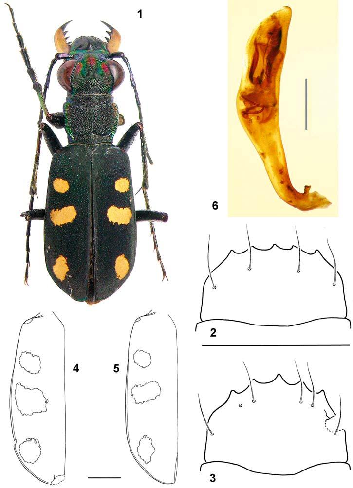Entomologica Basiliensia et Collectionis Frey 34, 2013 49 Figs 1 6. 1 Calochroa brancuccii sp.nov.