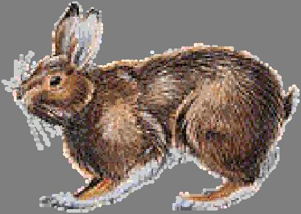 Name: Ableegumooch Tribal affiliation: Mi'kmaq, Penobscot Alternate spellings: Aplíkmuj, Aplikmuj, Apli'kmuj Pronunciation: ah-blee-guh-mooch Also known as: Rabbit Type: Trickster, rabbit spirit