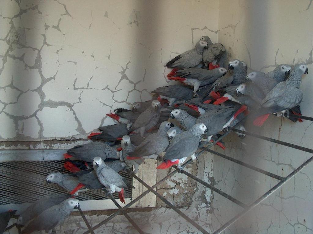 250 AFRICAN GREYS IMPORTED FROM CONGO TO
