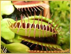 5 How CITES Works Appendix II Dionaea muscipula includes species not necessarily threatened with
