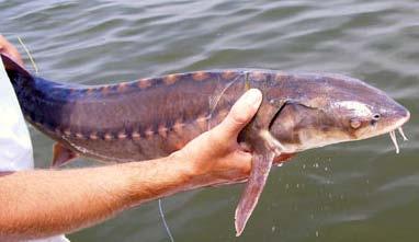 Shortnose Sturgeon Federally listed as endangered in 1967 Listed under the sole jurisdiction of NOAA Fisheries 19 Populations occur along the East Coast