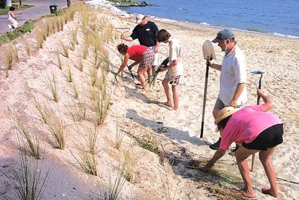 Option: C Planting Planting of beach crest areas to improve retention of material, reduce erosion and limit wave overtopping.