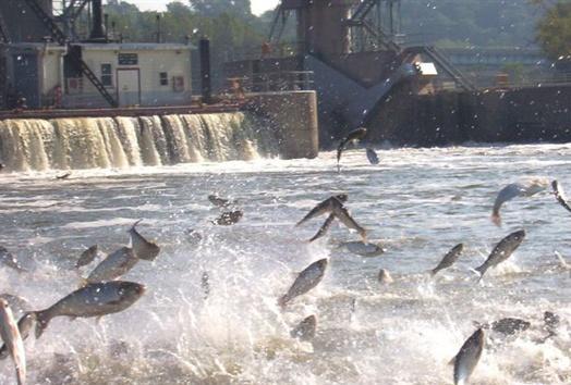 Affected Waters: Upper Mississippi Lake Mille Lacs Detrimental Effects: Jeopardize native