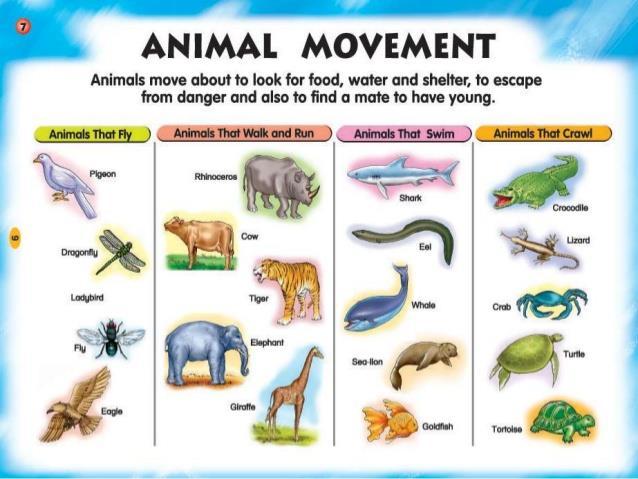 Movement All animals are mobile