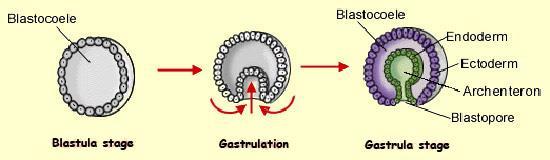 until it becomes a BLASTULA Blastula= hollow ball of