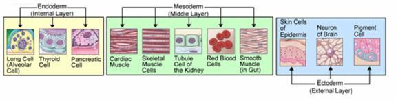 reproductive, urinary, and muscular systems Endoderm= forms the lining of the