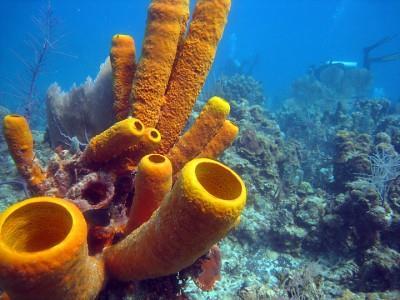 Sponges Phylum Porifera simplest and oldest