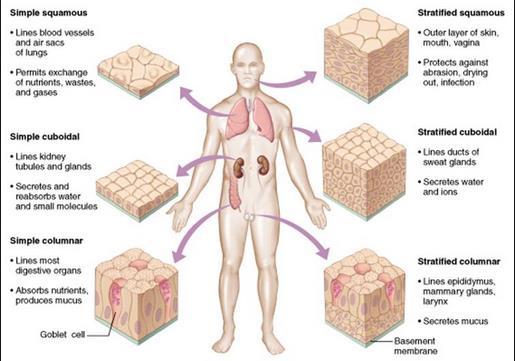 Epithelial Cover body