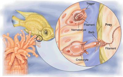 Cnidocytes Stinger Cells Run