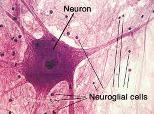 Nervous Nerve Cells