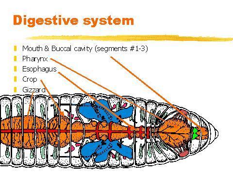 Annelids have complex organ systems because of the segmented body.