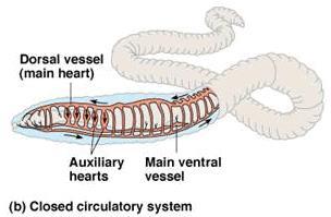 Circulation Closed Circulatory System Earthworm= two