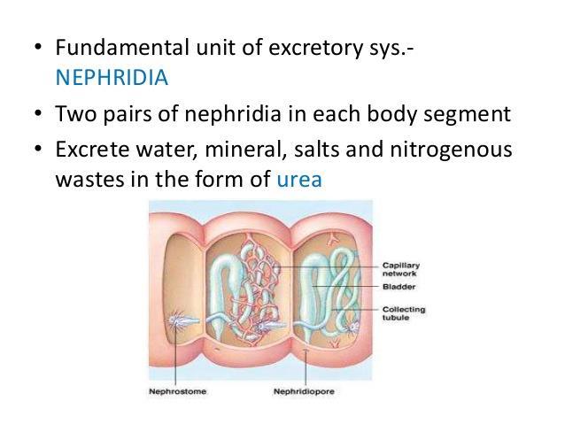 Excretion Response Two kinds of
