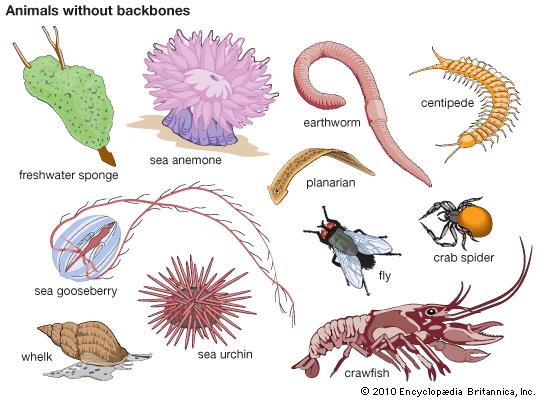 Invertebrate Animal that does not