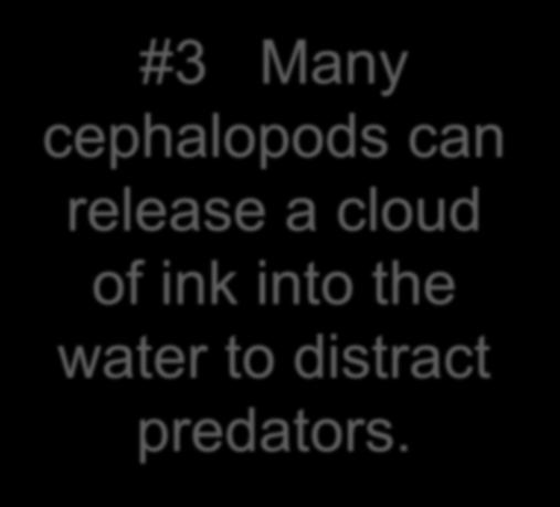 #3 Many cephalopods can release
