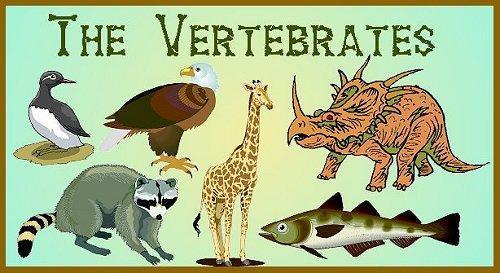 Vertebrate Animal that has a vertebral