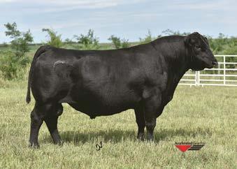 00 DOB 8/6/2007 Tattoo 7404 Reg # 16047469 SC EPD +.07 One of the breed s most elite sires for profitability at weaning and a breed-leader for $W!