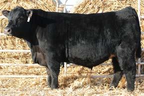 Reference Sire Poss Total Impact 369 TC Total 410 # Poss Total Impact 745 Poss Blackcap 5116 Poss Erica 8514 # Poss Erica 432 Bon View New Design 208 # TC ERica Eileen 2047 Connealy Lead On # Poss