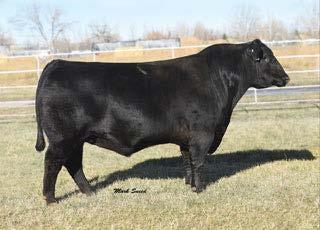 68 +.68 -.053 +67.64 +71.58 +47.05 +132.07 DOB 1/14/2010 Tattoo 002 Reg # 16764044 SC EPD +.80 Powerful COMPLETE son with double digit calving ease. Moderate, heavy muscled and attractive.