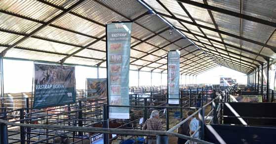 The Free State Boran Club hosted the Boran Expo on 13 March 2015 at Kroonboma. The Expo was held jointly with the Meatmaster Sheep Breeders Society.