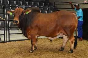 Category Burnie s Choice Breeders Choice Young Bull Bull over 3 years old Heifer Cow Champion of the Yard Jaguar VST 12-18 (Vastrap Boran)