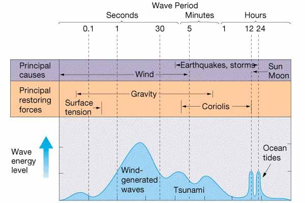 Restoring force is *gravity (gravity waves). *surface tension (capillary waves) Formation of a wind wave 1.