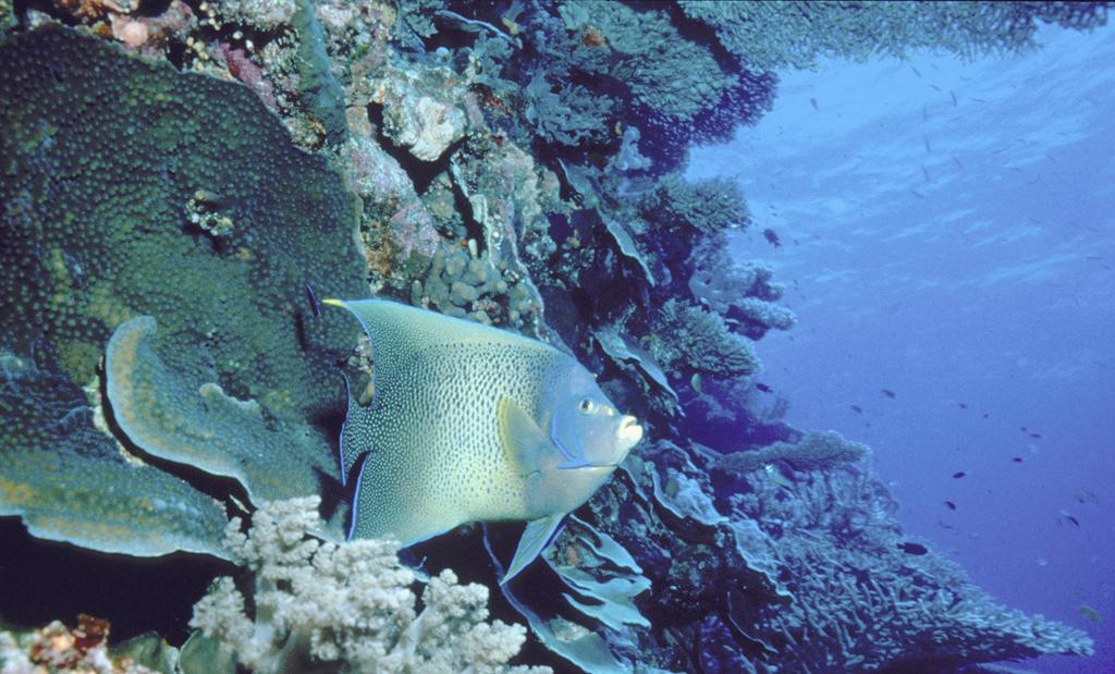 Angelfish, Great Barrier Reef, Australia Sri Lanka: For many years the marine ornamental export trade in Sri Lanka was not monitored or regulated, and there were concerns about possible environmental
