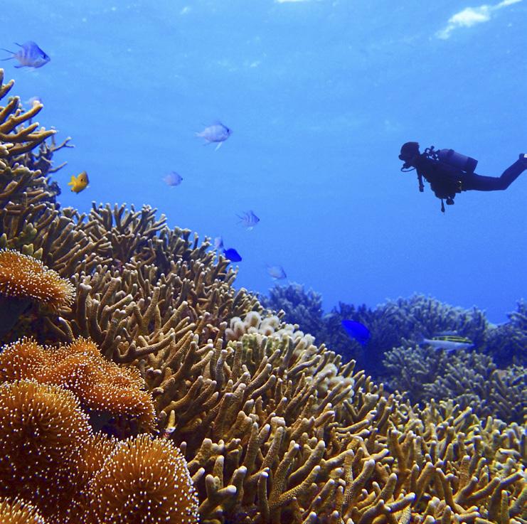 SCUBA DIVE BELIZE BARRIER REEF The the second largest coral reef in the world is the closest of our diving destinations.
