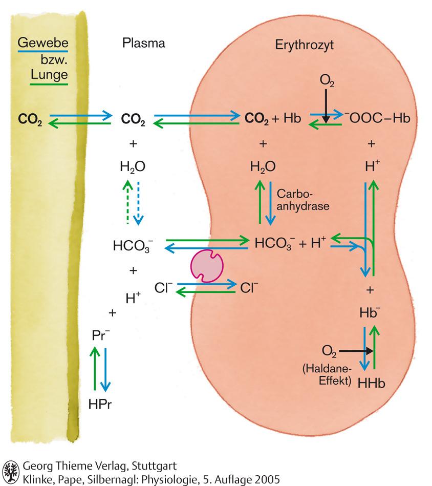 tissue or lung red blood cell Hamburger shift 35 CO 2 transport in the blood The deoxygenated Hb can form more carbamino bonds and buffer more H + ions, promoting uptake of CO 2.