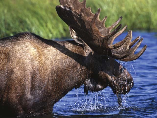 Mammals The World of Animals Is it a mouse or a moose? Lesson 1 What is the difference between vertebrates and invertebrates? Words to know: vertebrates invertebrates Beginners Do you like animals?