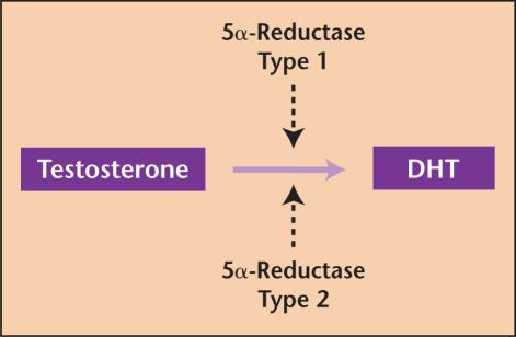Fig.3:Testosterone conversion Two isoenzymes of 5α-reductase (Fig.4) have been discovered.