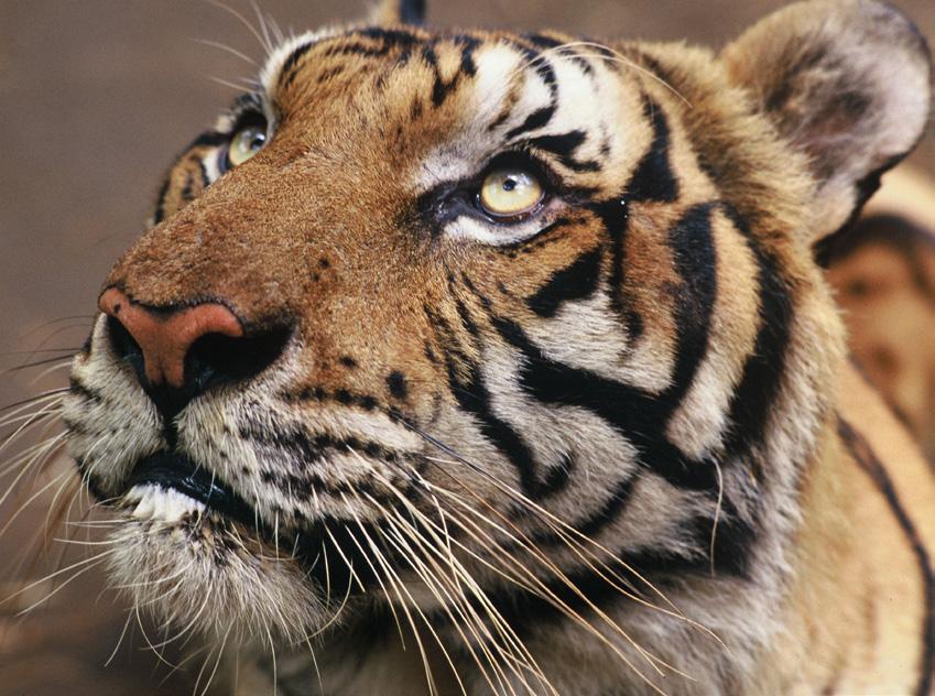 TIGERS For the first time in 100 years, the number of wild tigers is on the rise! According to the most recent data, around 3,890 tigers now exist in the wild up from an estimated 3,200 in 2010.