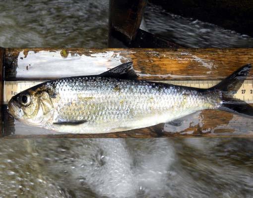 This exceeded the previous return record of 66,333 fish in 2004, and far exceeded the average annual return of about 32,000 river herring.
