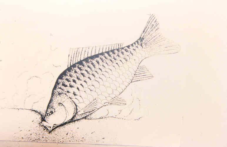 Fish Manipulations Benthivores (carp) get the attention, but omnivores