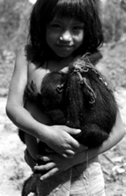 Primates and the Matsigenka 125 Figure 6.5. Female monkeys with young are taken disproportionately by Matsigenka hunters. Orphaned monkeys are raised as pets by women and children.