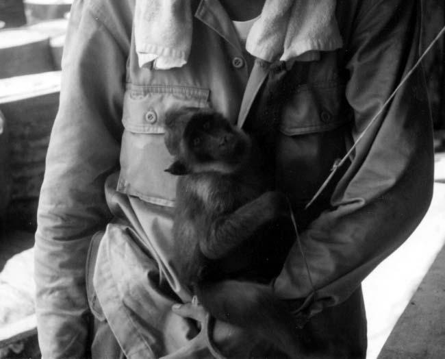 Monkeys and Mentawai Islanders 193 Figure 9.2. Captive juvenile Macaca pagensis (nemistina) on North Pagai Island. it apart from other colobines (Tenaza and Fuentes, 1995).