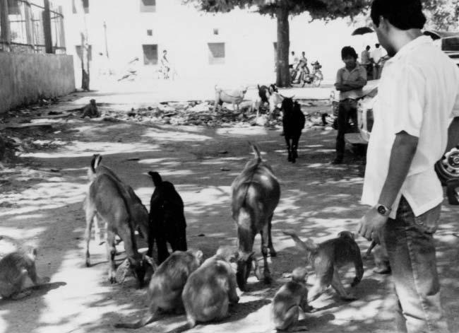 Macaques of India and Florida 317 Figure 15.1. A devotee feeding the monkeys in Jaipur, India. Local goats also eat the food given to monkeys. city monkeys in the tourist temple complex or vice versa.