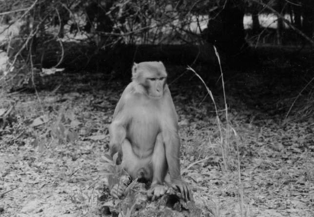 Macaques of India and Florida 319