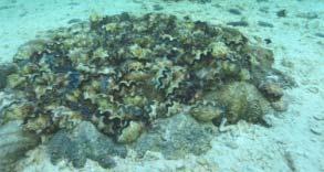 Stock enhancement of giant clams in spat collecting lagoons Total restocking reached 36,355 355