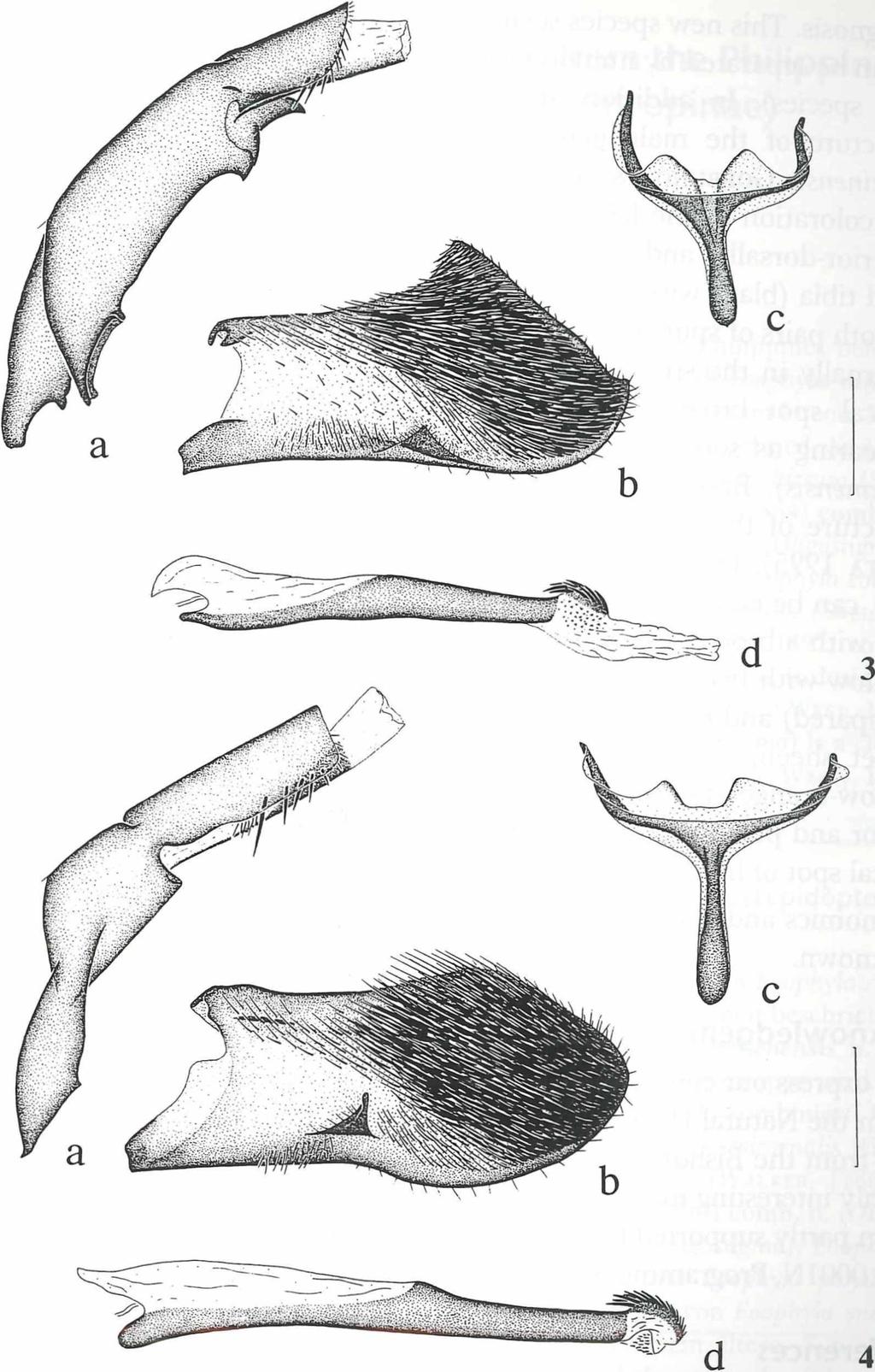 4 6 3 Fig. 3 : Male genitalia of C yan o sesia ja v a n a sp. nov., holotype (genital preparation No. OG-97-20) (BMNH). Fig. 4: Male genitalia of C y an o se sia p h ilip p in a sp.