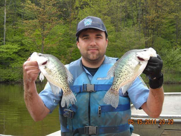 Fisheries Biologist Mike Depew holding two white crappie Sunfish catch rates have decreased since the last survey, however weather leading up to the survey was