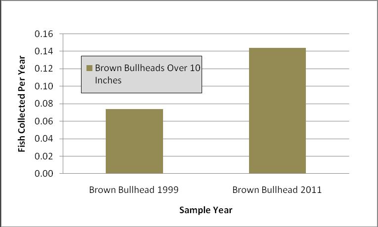 Figure 3. Brown Bullheads Collected in Trap Nets at Wilmore Dam Figure 4 shows the catch rates for yellow perch.